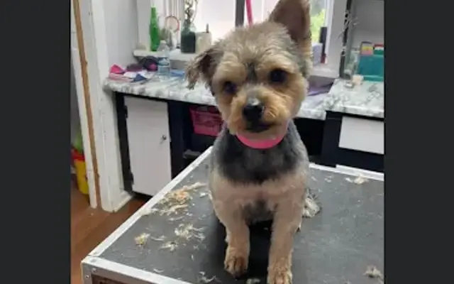 Lexi’s Grooming in Constantine, MI