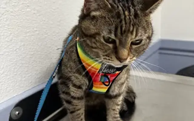 Encanto Pet Clinic in Tucson, AZ