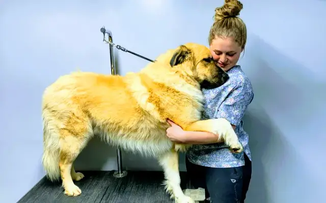 Daisy Dog Salon LLC in Amelia, OH