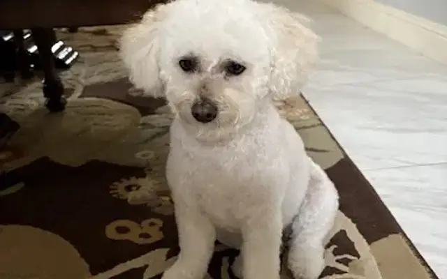 Posh Paws Grooming Salon Rocklin in Rocklin, CA