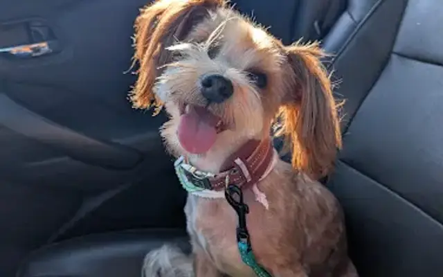 Joe Dog Grooming in Winnetka, CA