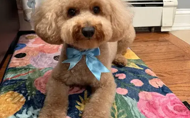 Spaw-tique Luxury Dog Grooming in Hampton Bays, NY
