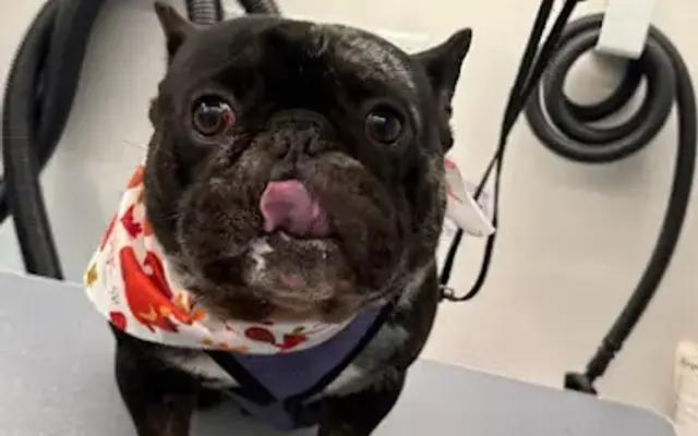 Long Island Mobile Grooming in Coram, NY