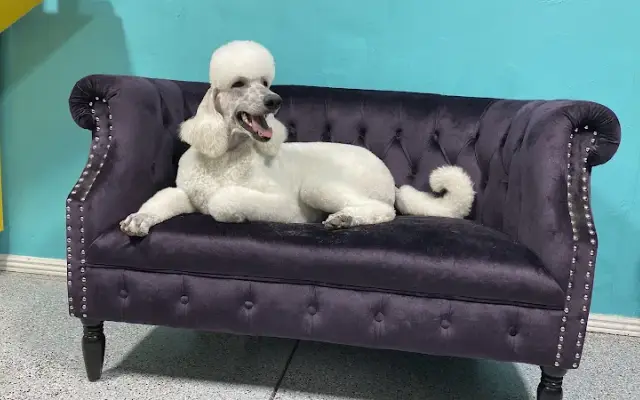 Paws On Main All Breed Grooming Salon in Marsing, ID