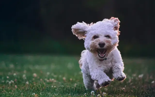 Pet Lodge of Clifton Park in Clifton Park, NY