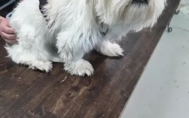 Ashleys Country Pup Dog Grooming ( Lucky Ranch ) in San Antonio, TX