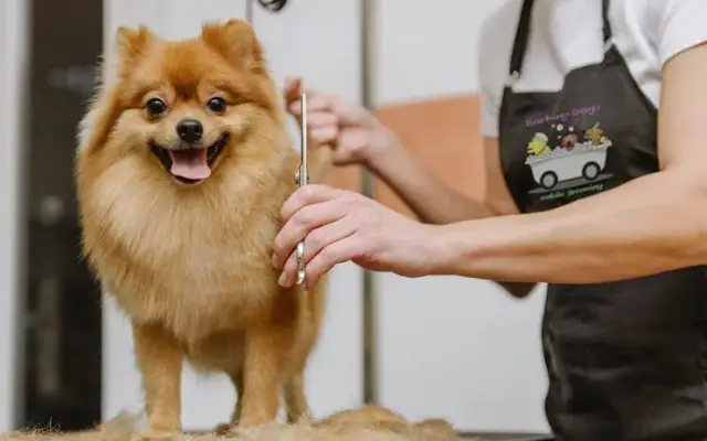 Barking Dogs Mobile Grooming in Las Vegas, NV