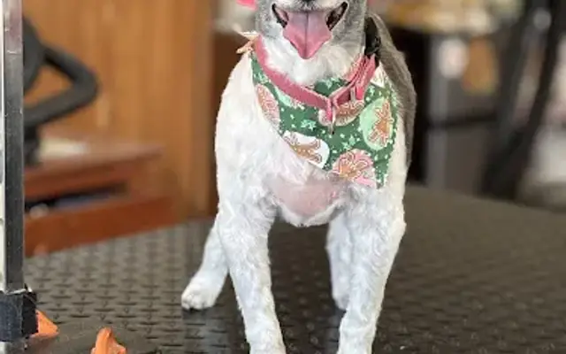 Briana’s Lucky Dog Salon in Ellington, CT