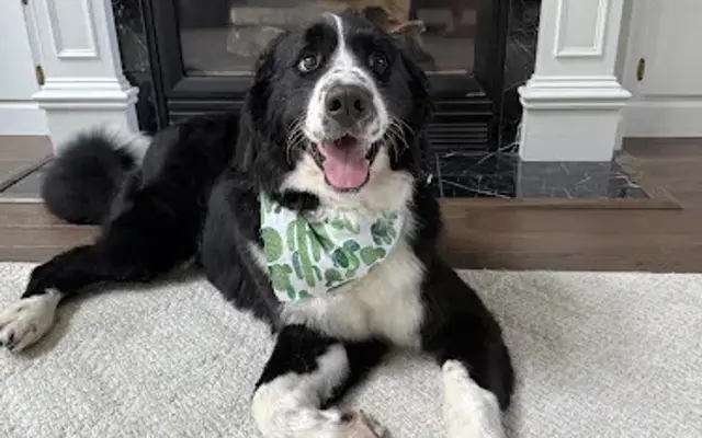 Tailored Tails Dog Grooming in Valley City, OH