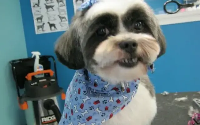 Peg's Pet Grooming Salon Inc in Lagrangeville, NY