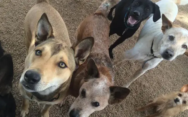 Deer Creek Animal Hospital & Pet Resort in Phoenix, AZ