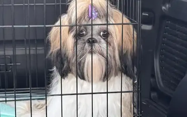 Quality Pet Grooming in Kissimmee, FL