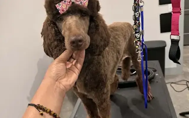 Fluffology Pet Salon in Florence, AL