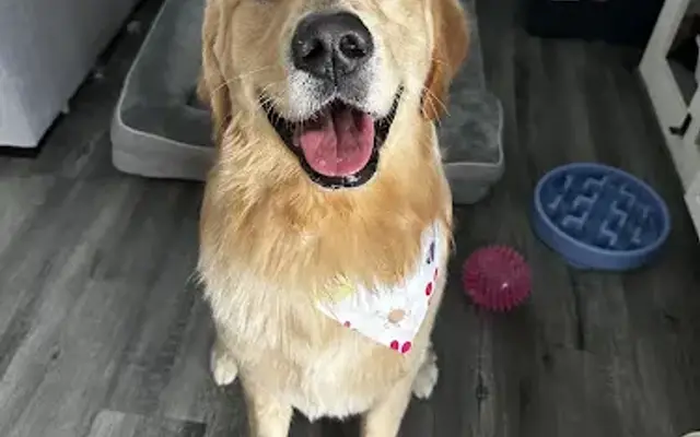 Hip Hounds Grooming in St. Petersburg, FL