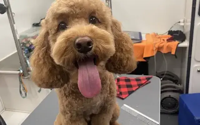 Aqua Doggy Mobile Pet Grooming in Phoenix, AZ