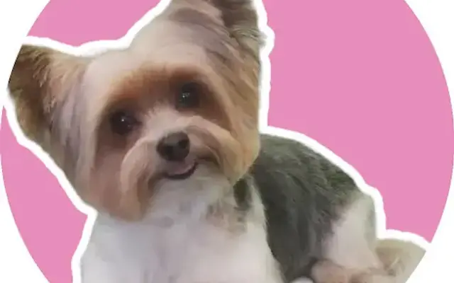 Tidy Tails Mobile Dog Grooming in Portsmouth, VA