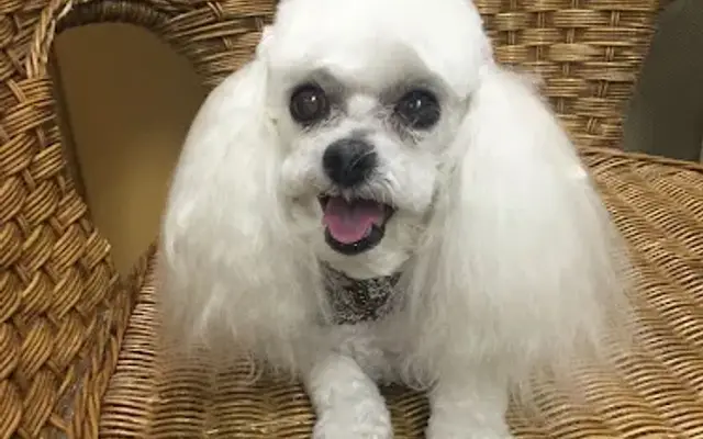Angel's Pet Parlor in El Cajon, CA