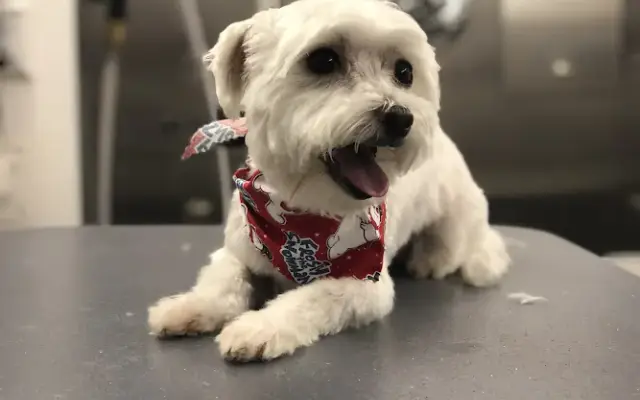 Mr.Mutts in Nesconset, NY