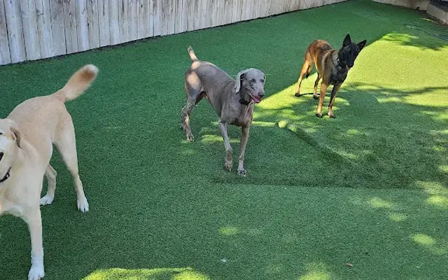 Bridget's Pet Resort in Colleyville, TX