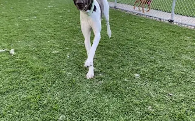 Riverside Pet Resort in Hastings, MN