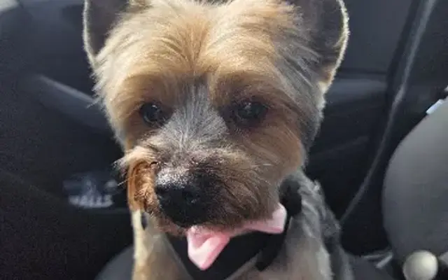 Beauty Pets Mobile in Plantation, FL