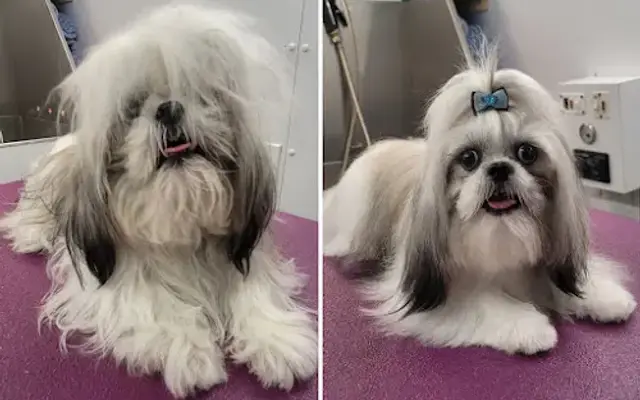 Paw Wow Pet Grooming: Mobile & Salon. in Conroe, TX