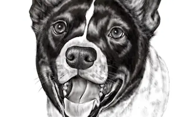 Knotty Dog Mobile Grooming in Redmond, OR
