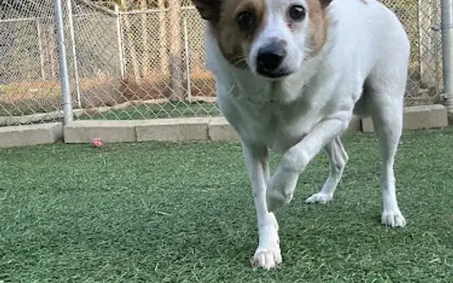 Chasin' Tails Doggy Daycare, LLC in Dillon, SC