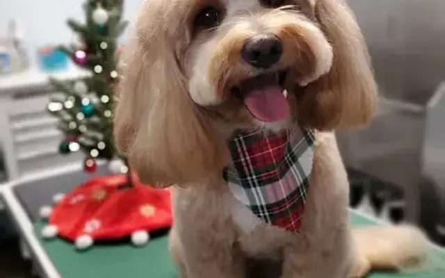 Pawsitively Fetching in Battle Creek, MI