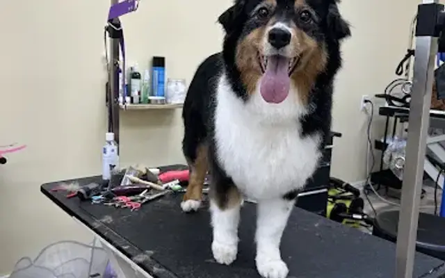 chouchou-pup grooming in Rego Park, NY