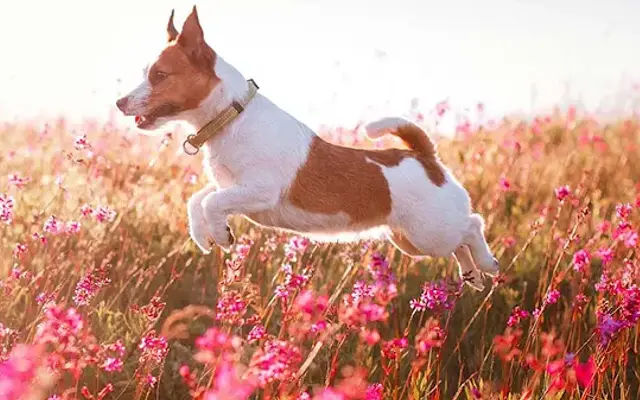 Happy Pets Vets - Cypress Animal Hospital in Cypress, TX