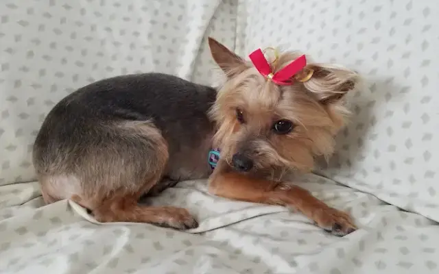 Befur & After in Gardena, CA