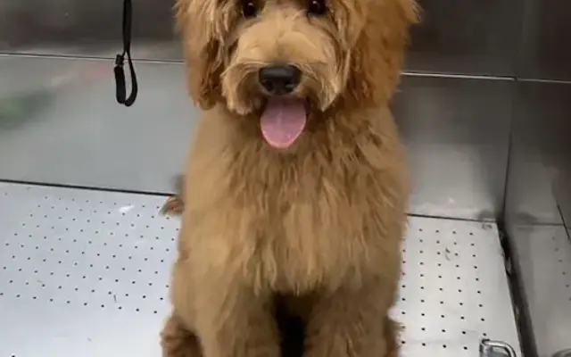 Woof Woof Spa in Los Angeles, CA