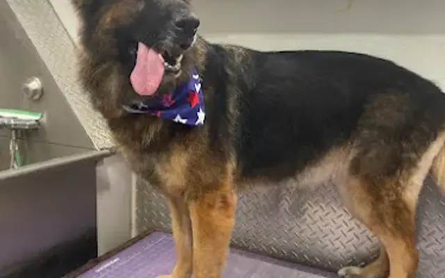 Pet Grooming Miramar Fl in Weston, FL