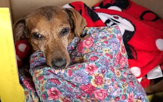 Buckeye Veterinary Hospital in Edgerton, OH