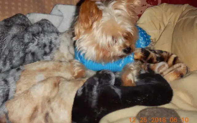 Pampered Paws in Lucasville, OH