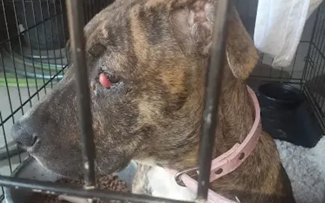Twin Oaks Animal Clinic in Lexington, MS