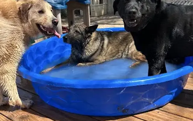 Central Park Dog Daycare in Oklahoma City, OK