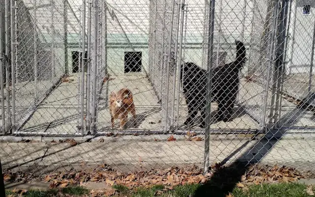 Rowens Kennels in Brighton, IL