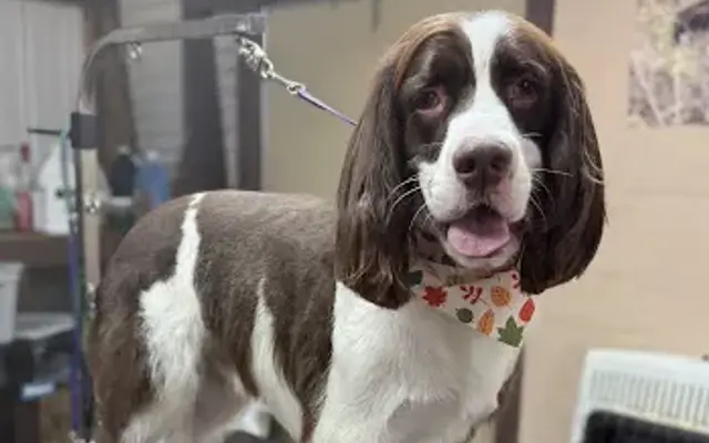Lowcountry Paws Grooming in Varnville, SC