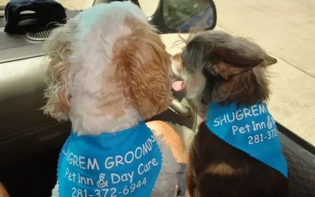 SHUGREM Grooming in Houston, TX