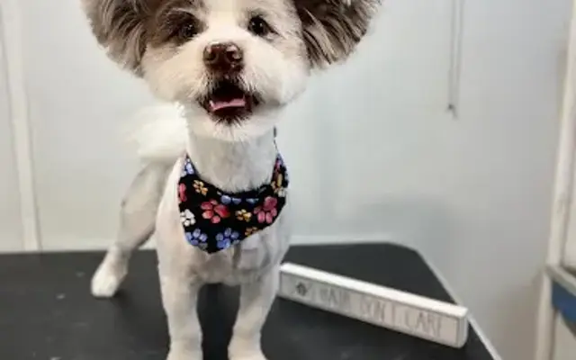 D & J Grooming in Davenport, FL