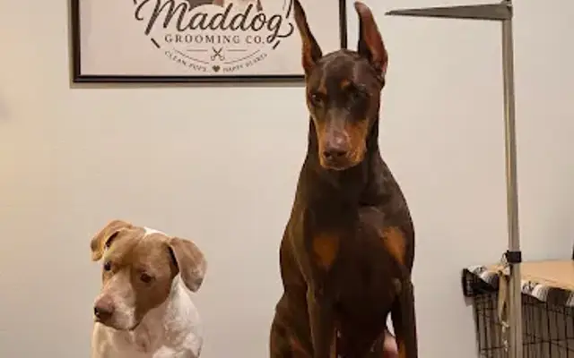 Maddog Grooming Co. in Citrus Springs, FL