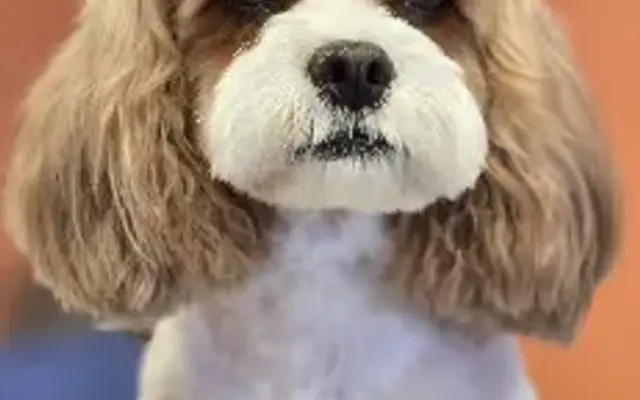 Bubble & Bark in La Grange, IL