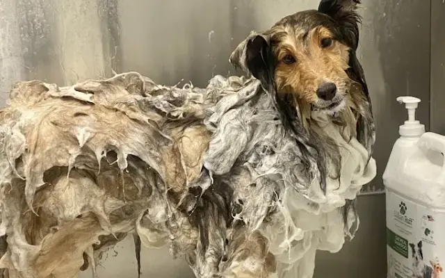 Lucky Paw Grooming Spa in Spokane, WA
