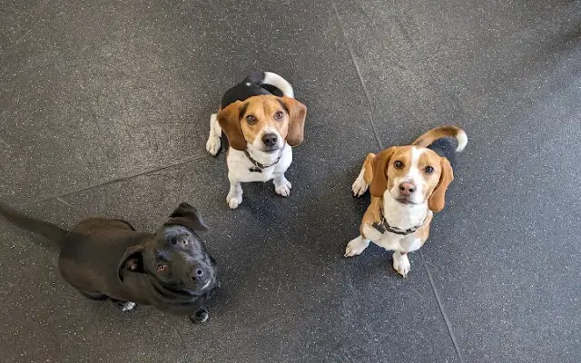 Scooter's Pet Care in Seattle, WA