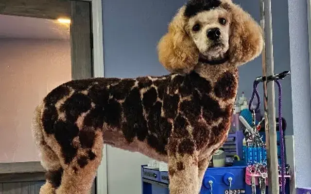 Feywild Grooming in Roseburg, OR