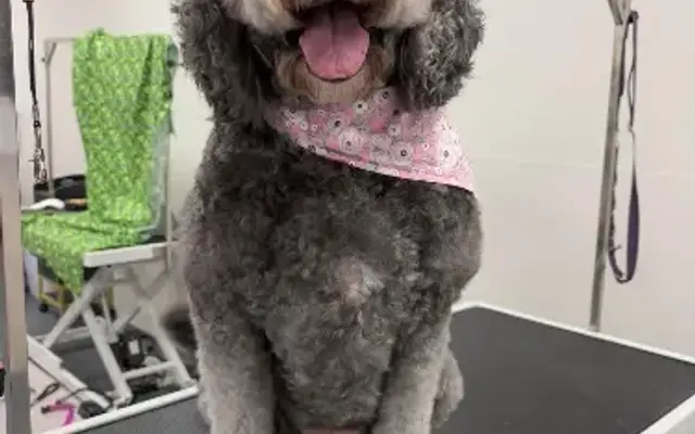 The Luxe Paw LLC in Oakboro, NC