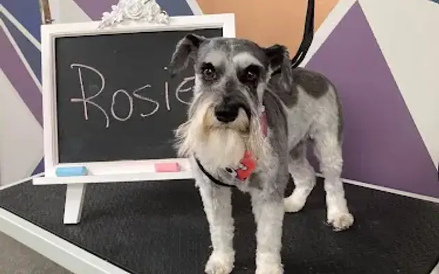 Lori Loves Pets in Perry, MI