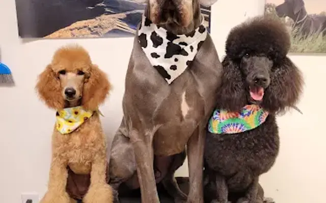 Sham-Poochie's Pet Spa in Wilmington, NC